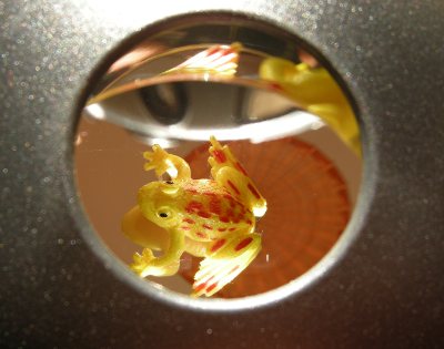 Foto des Frosches im Spiegel