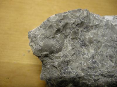 Foto: Kalkstein mit Armfüßerfossil